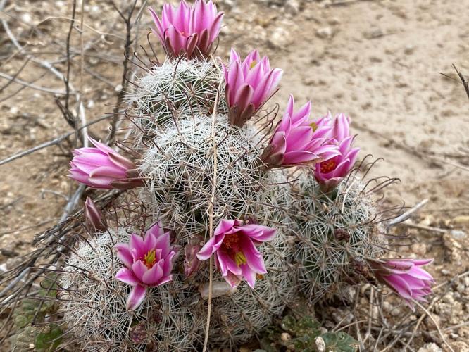 Pincushion cactus cluster