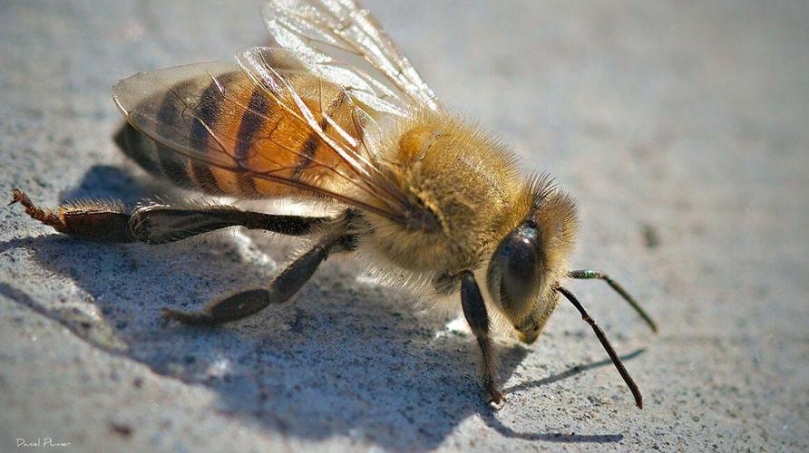 These are the 5 most venomous animals in Arizona