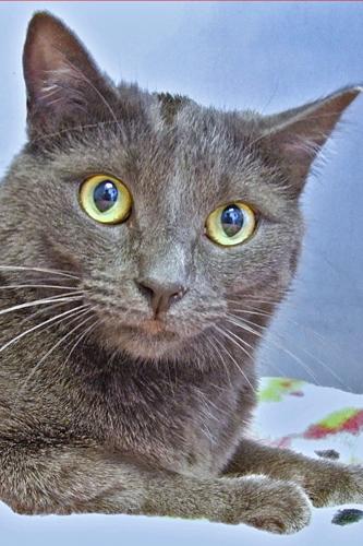 Adopt A Friend: Gracie