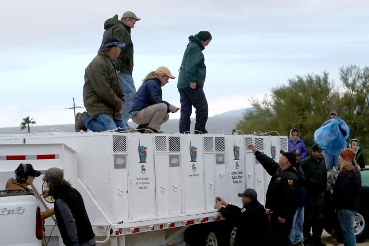 Bighorn Sheep release