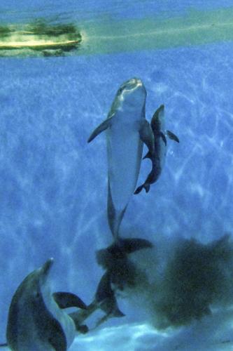 Dolphin Calf Birth