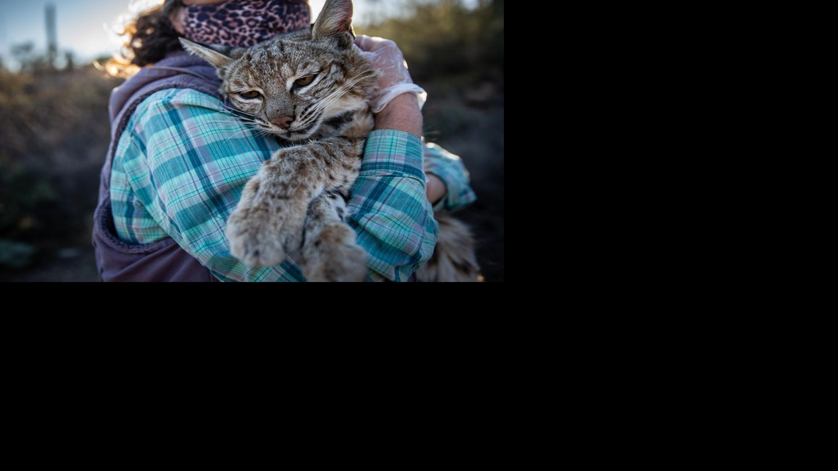 Tucson Bobcats Get Tracking Collars For Study On Urban Wildlife Local News Tucson Com