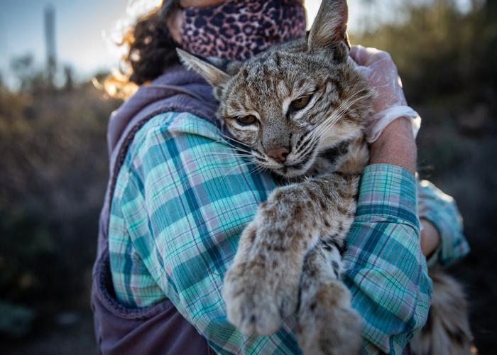 Tucson bobcats get tracking collars for study on urban wildlife
