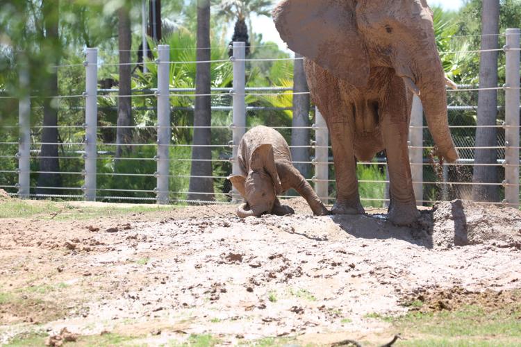 Elephant calf Meru