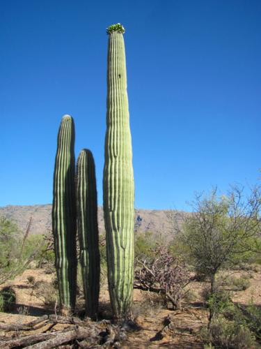 Saguaro cluster 4