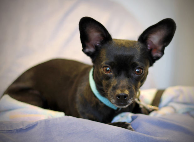 030614-cal-pets-p8