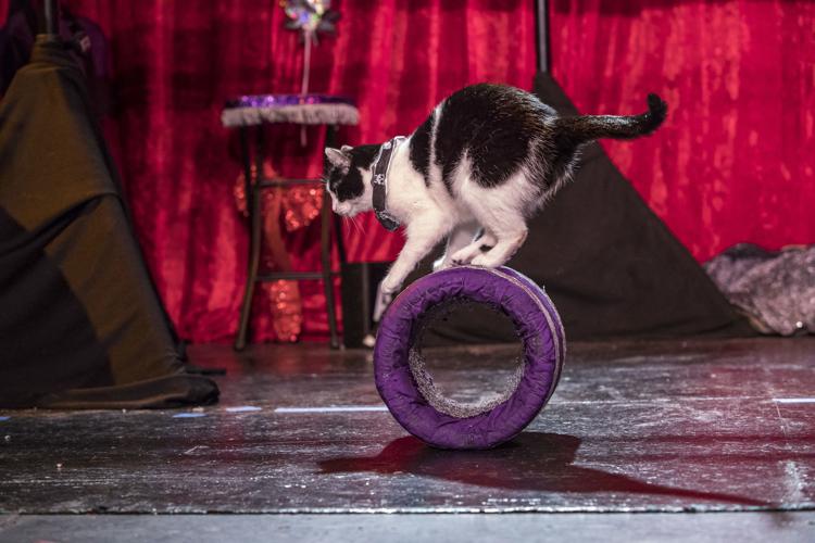 The Amazing Acro-Cats