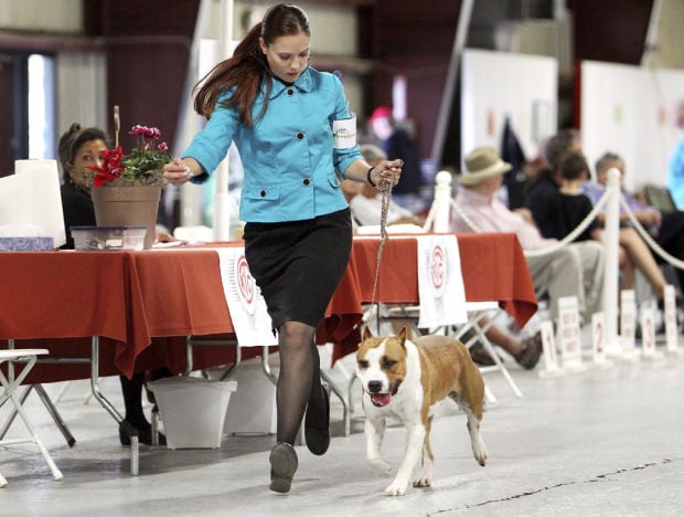 Coyote Classic dog show