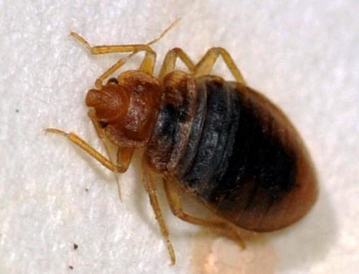 Bed Bugs Phoenix Airport Bed Bugs Phoenix Airport