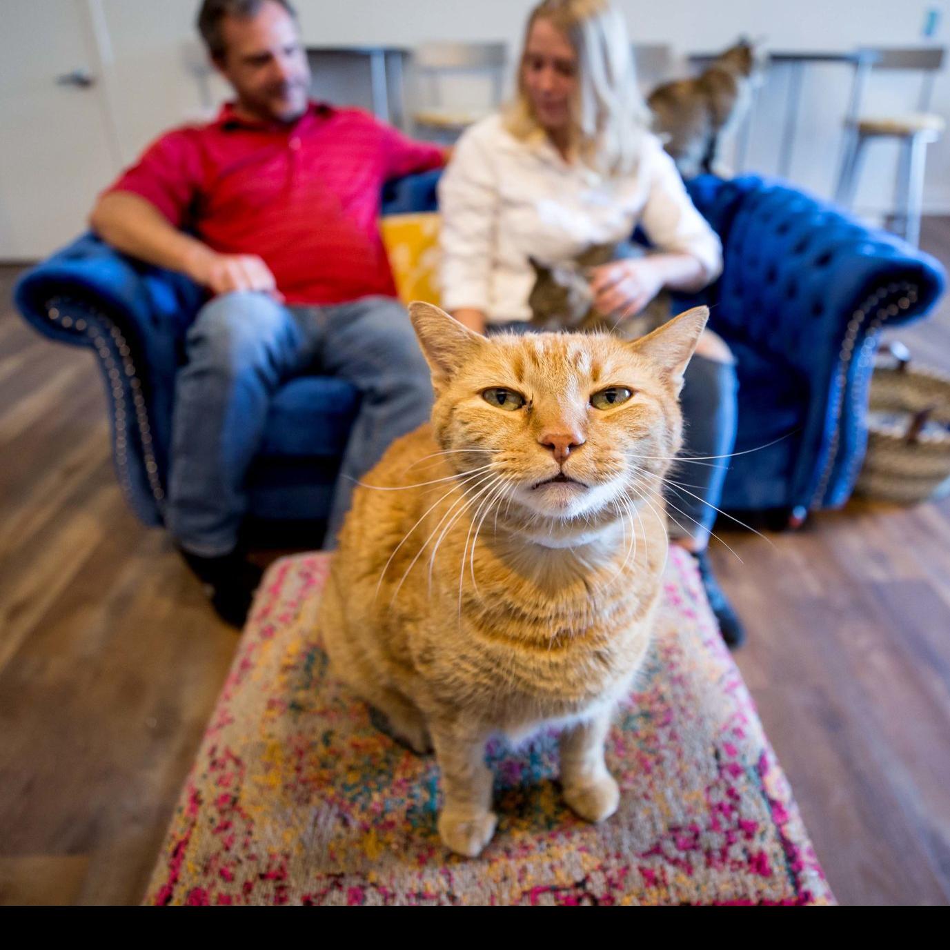 Big City Venue Comes To Tucson A Cat Lounge Business News