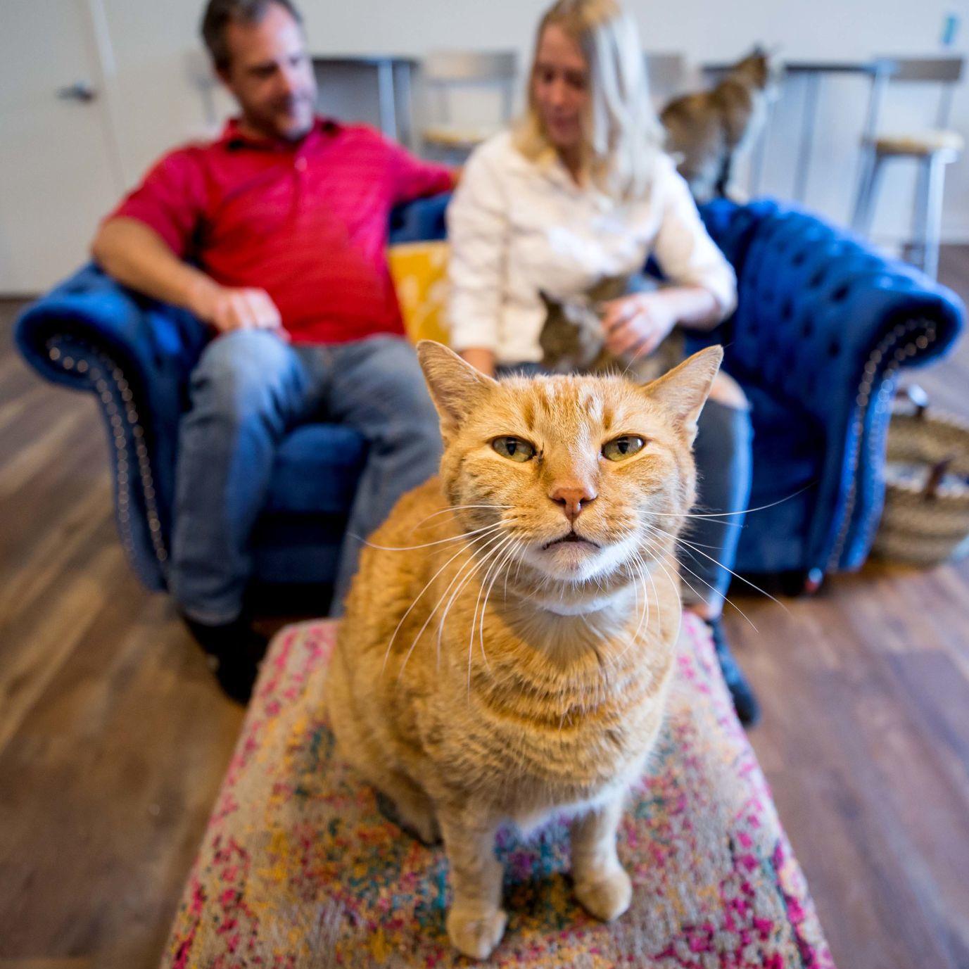 Big City Venue Comes To Tucson A Cat Lounge Business News Tucson Com