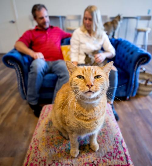 'Big city' venue comes to Tucson: A cat lounge