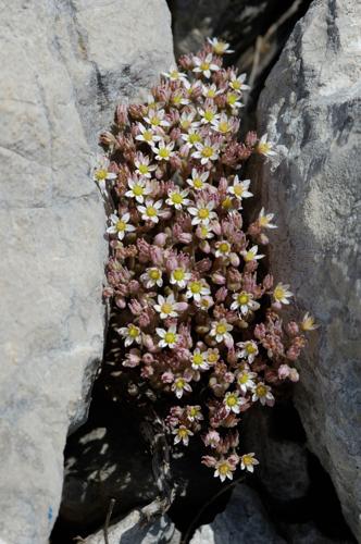 Stonecrop sedum between two rocks