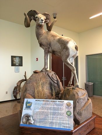 Mounted bighorn ram on display