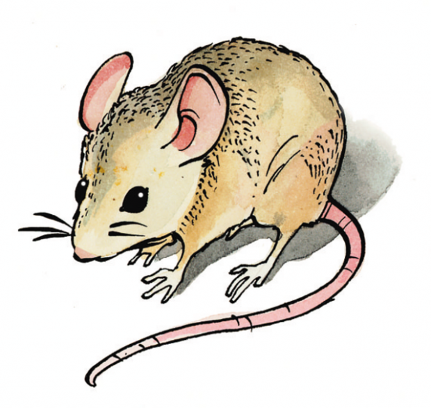 Critter of the Week: house mouse