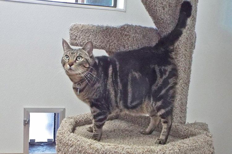 Adopt a friend: Butterfly