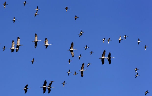 Sandhill cranes