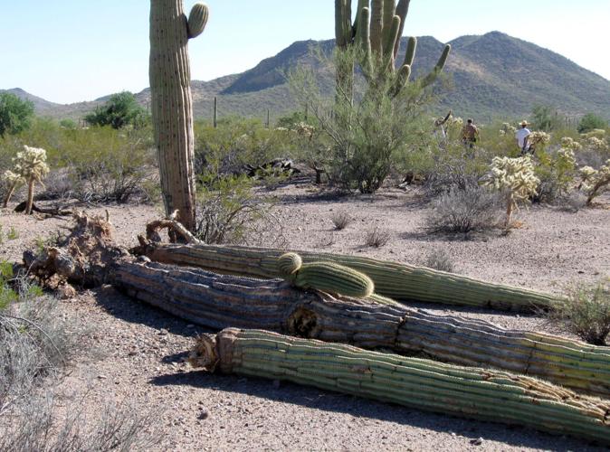 Downed saguaros from 2011