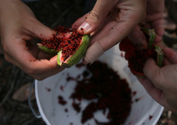 Join in the Saguaro Harvest celebration    