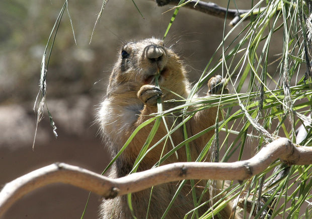 Animals at the Arizona Sonora Desert Museum