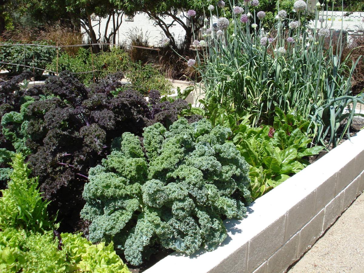 Eastern Facing Vegetable Garden Will Fare Best In Desert Home