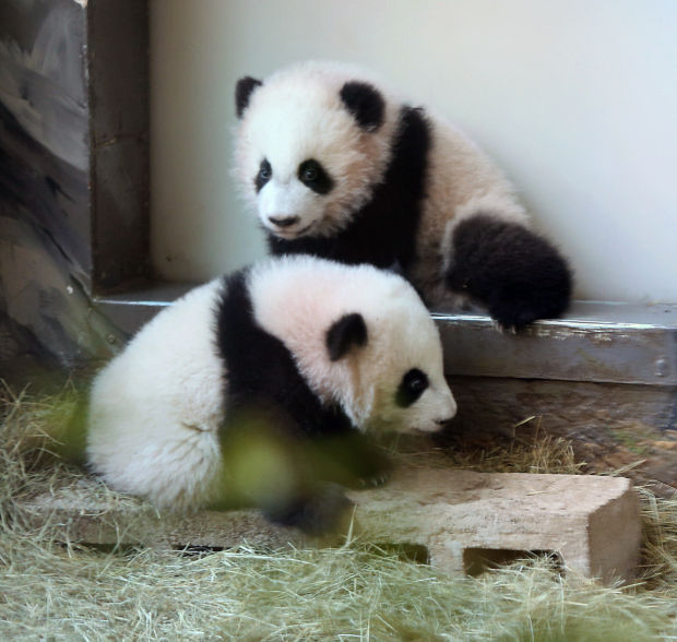 Animal shots of the week