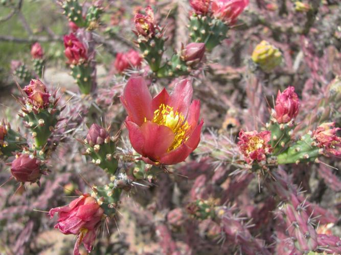 Numerous cholla blooms