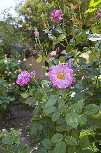 Linda Ronstadt's Tucson home
