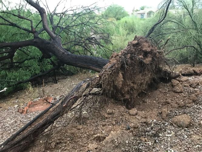 A downed tree caused by the July 18 storm.