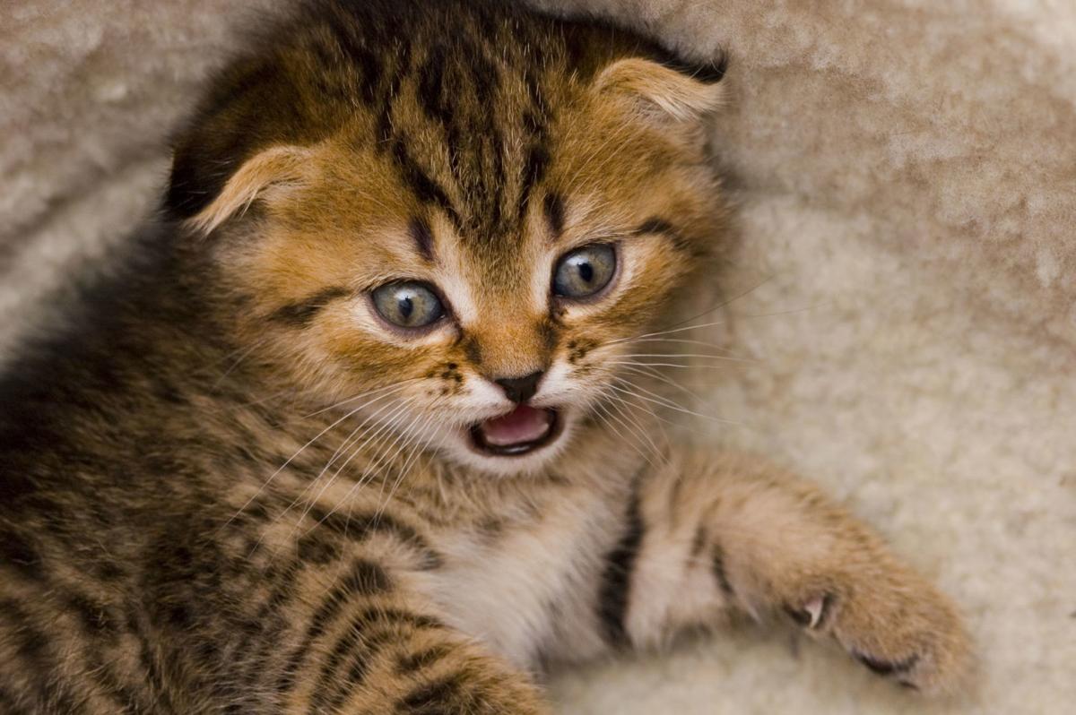 SCARED KITTEN