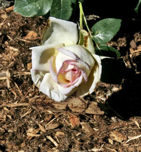 Mulched Peace rose