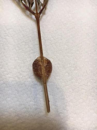 Eggs of the praying mantis