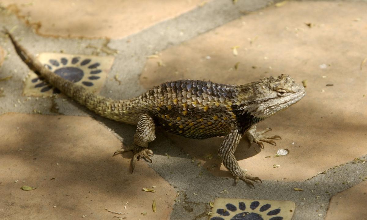 Surprisingly beautiful Southern Arizona lizards Pets