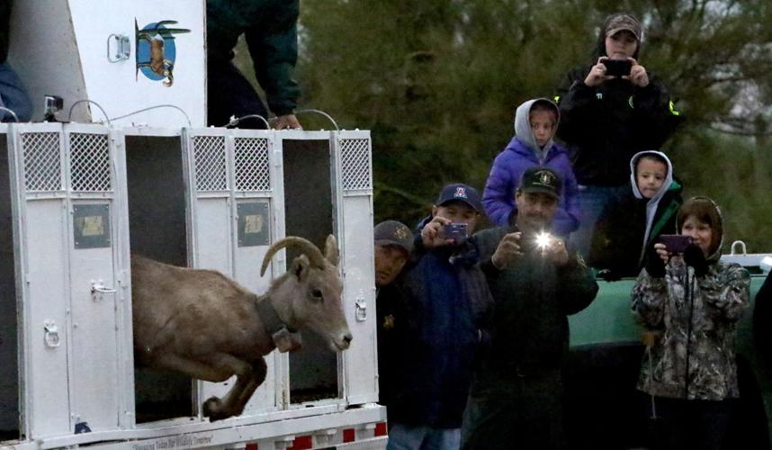 Bighorn Sheep release
