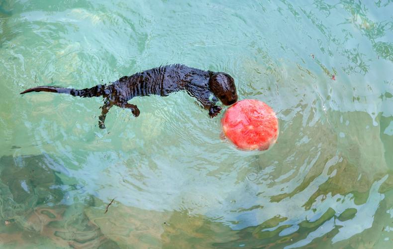 Watermelon Wednesday wildly popular at Tucson's zoo