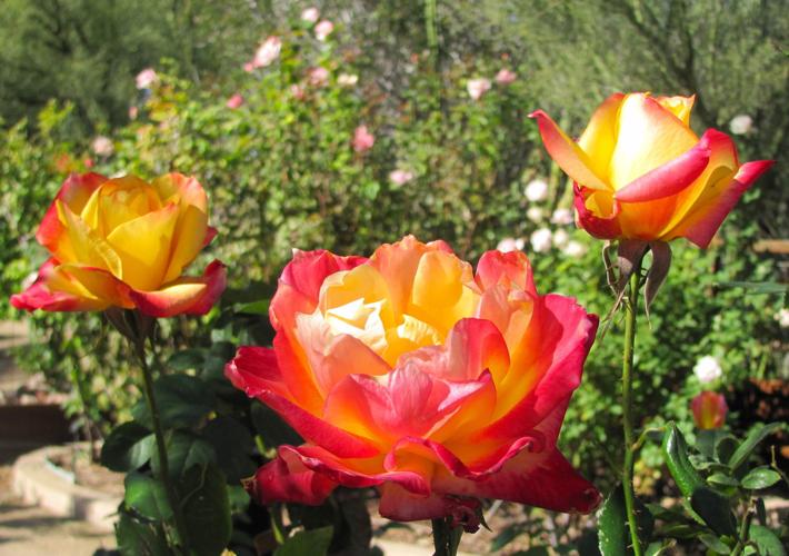 Roses of multiple hues