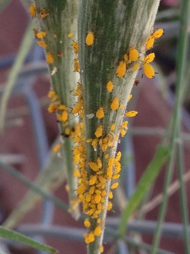 Oleander aphids