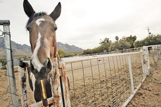 Keeping gate open at old ranch  