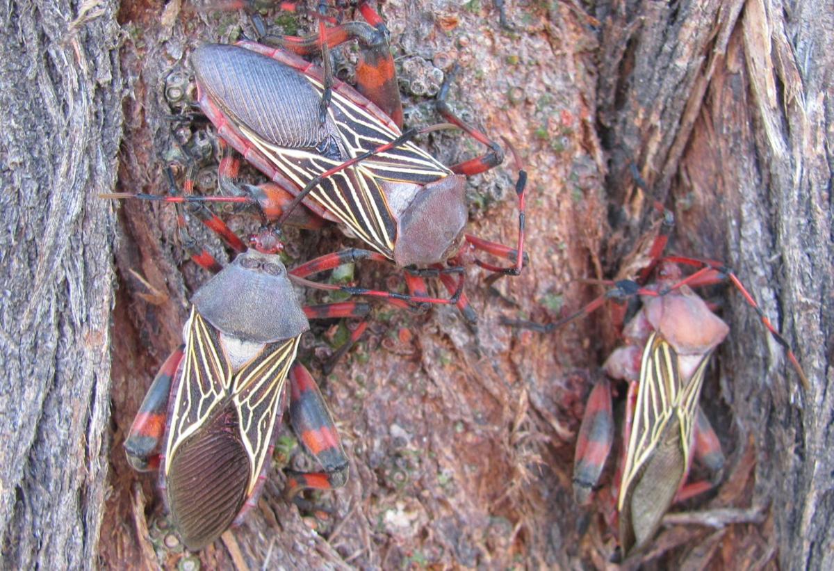 Giant mesquite bugs coming down from the treetops