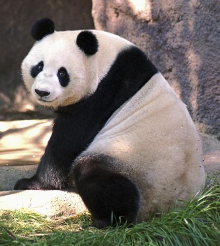 China San Diego Panda Diplomacy