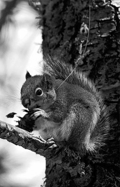 Endangered red squirrel is holding its own  