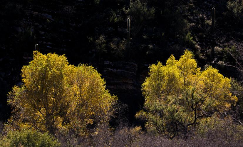 Geology 402 Walk — Sabino Canyon