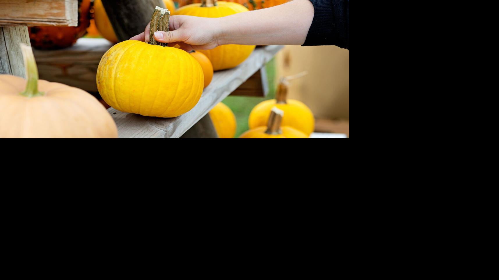 How to pick and prep the perfect pumpkin