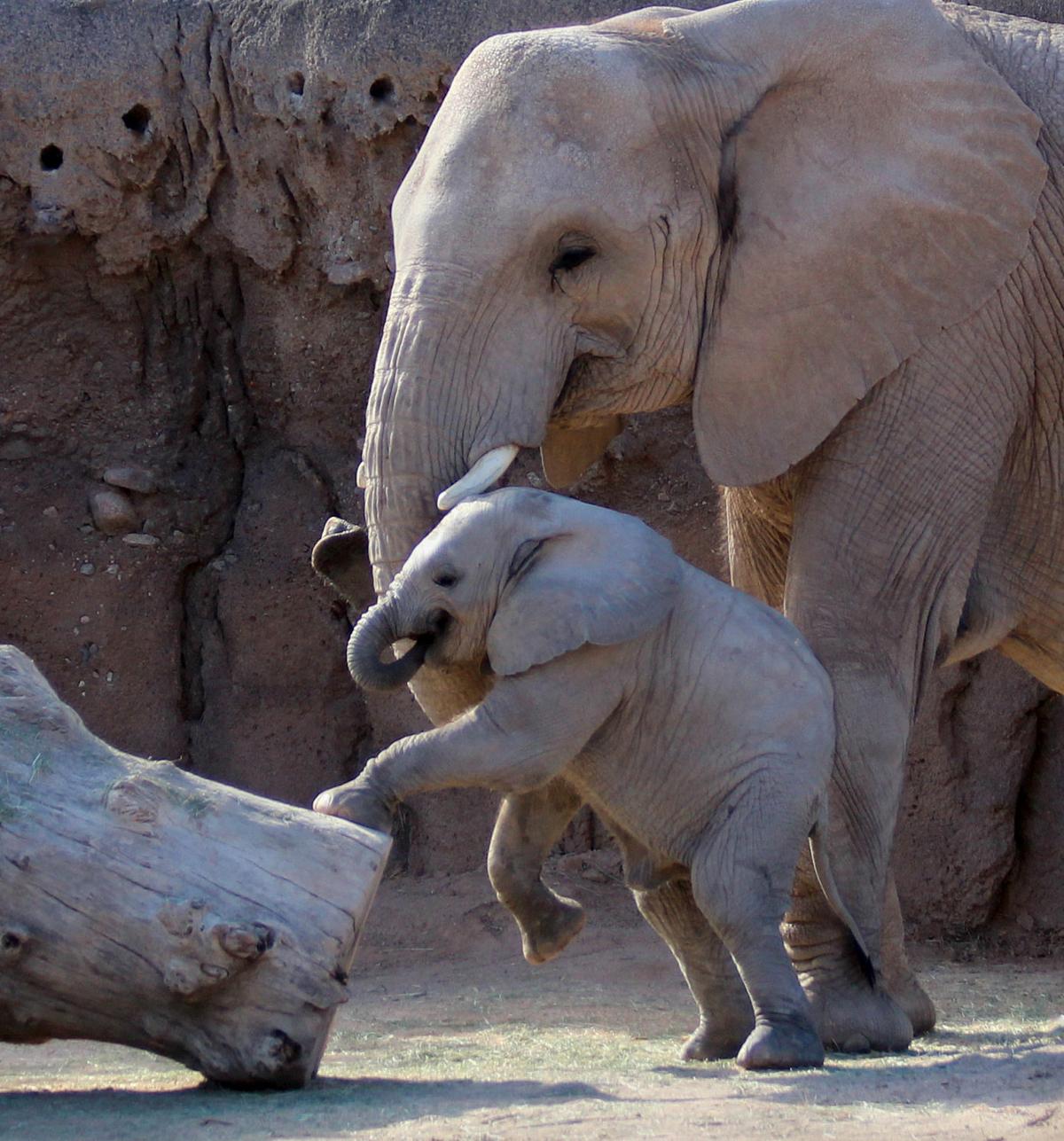 Tucson's baby elephant getting more brave, playing with big sister