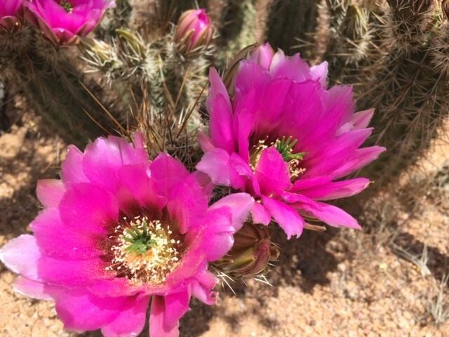 Echinocereus Cactus: Growth and Care Guide