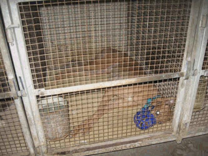 Tucson Greyhound Park