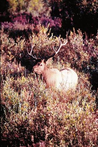 Color in Colorado now  