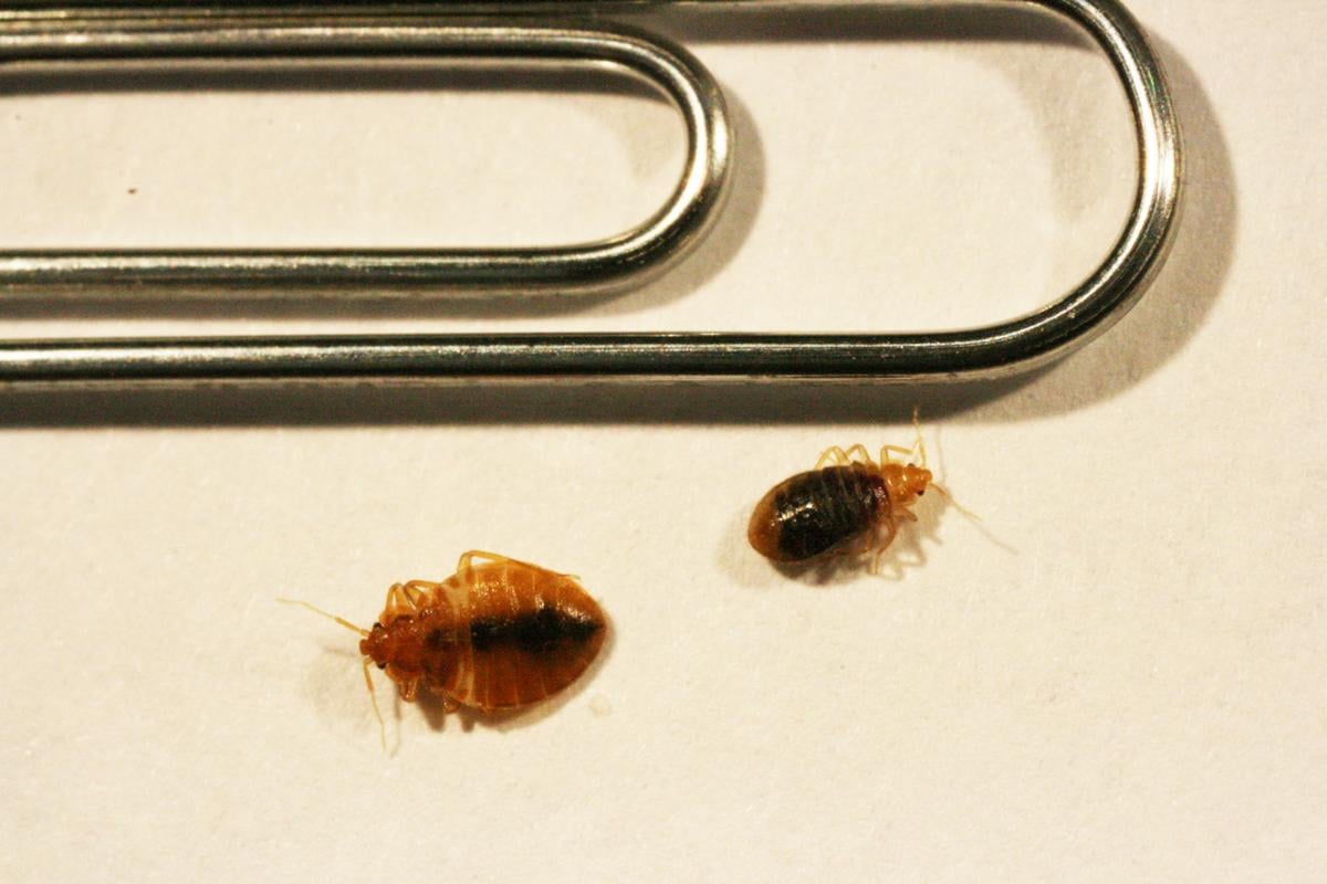 Up close and personal with bed bugs