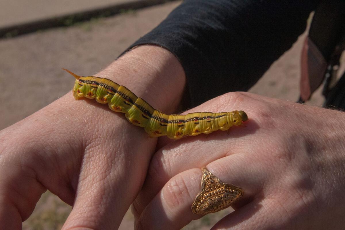 On the crawl: Why so many caterpillars are wriggling around Arizona