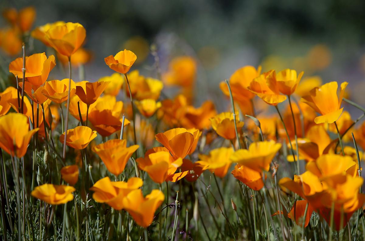 The desert is blooming! Here's your 2020 Tucson wildflower watch 🌼